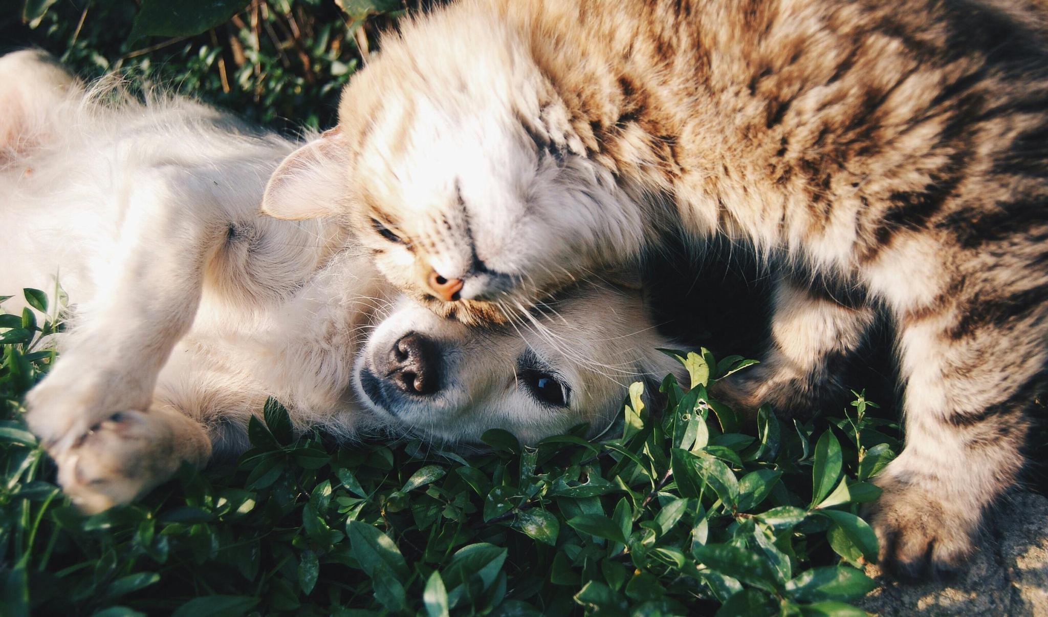 All Pet Food Products