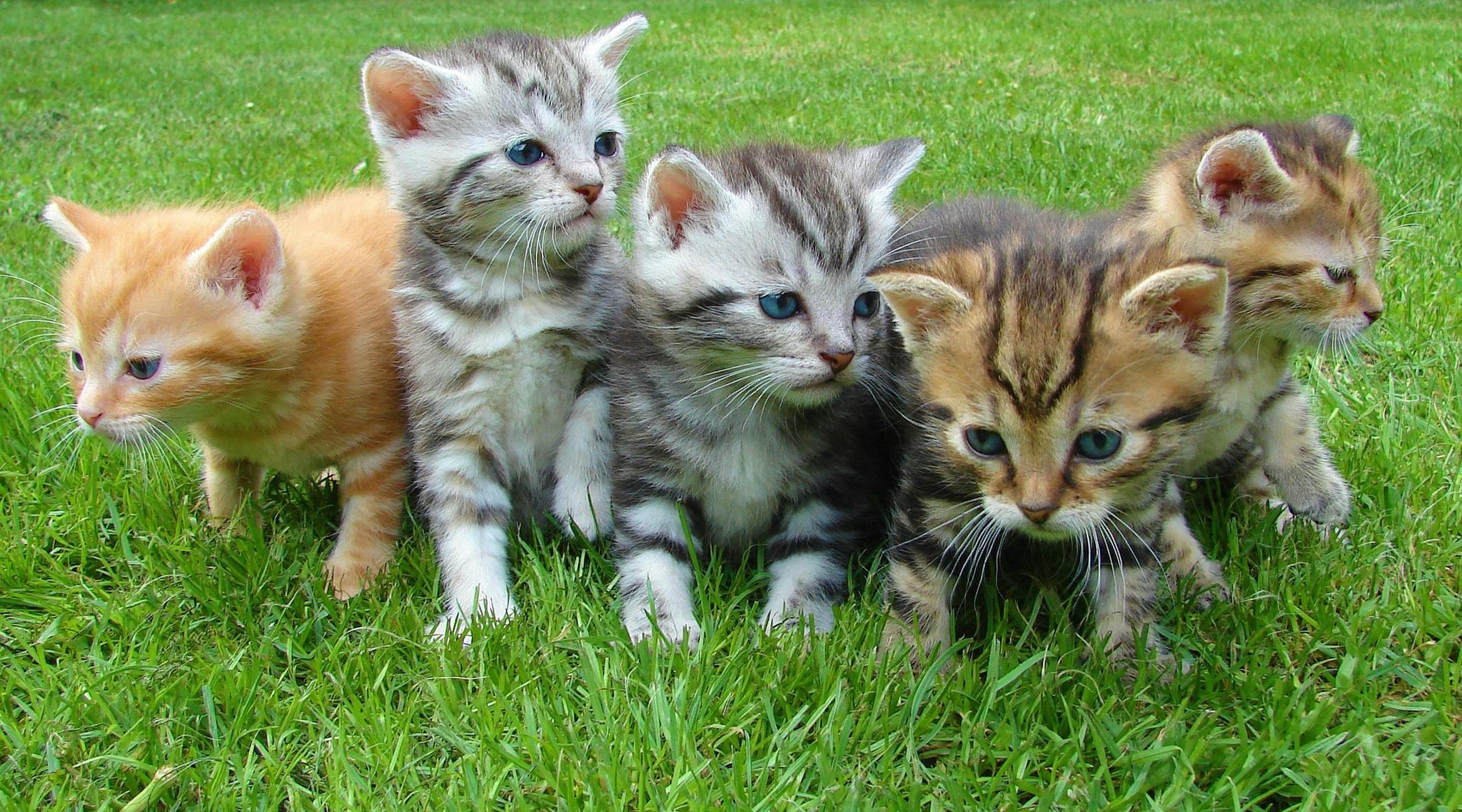 Premium Cat Food Selection