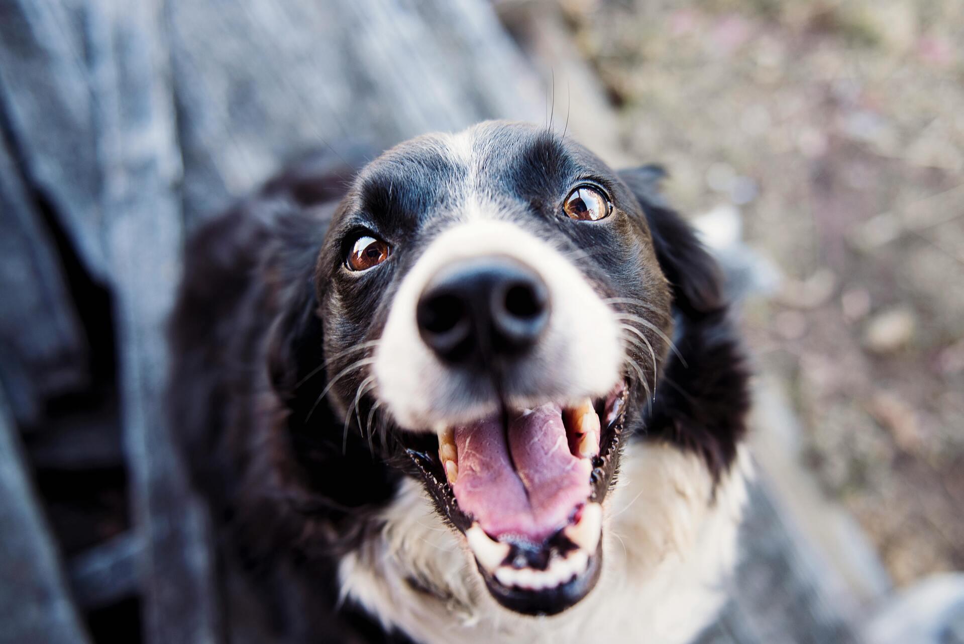 Healthy pet eating nutritious food