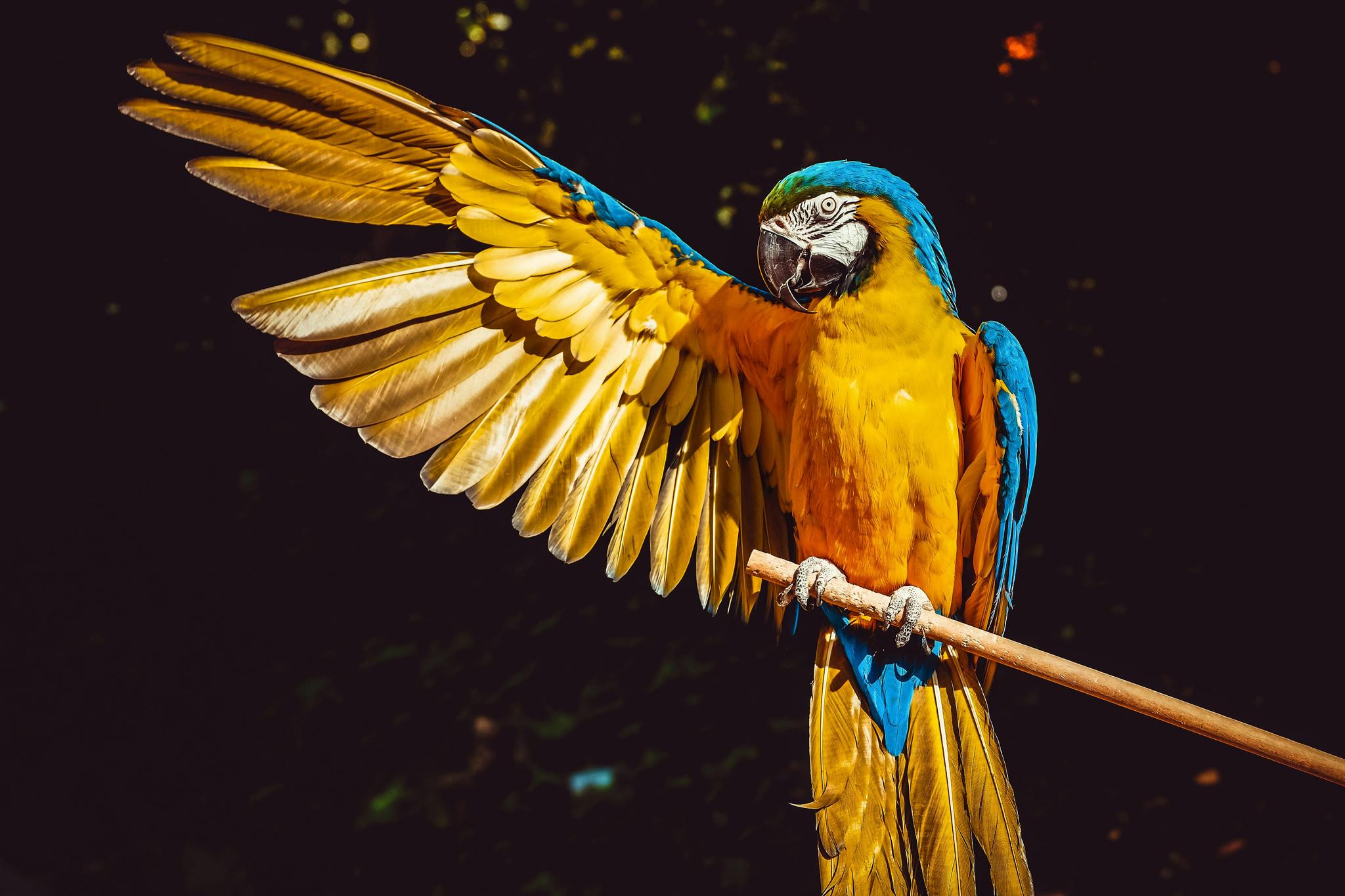Premium Bird Food Selection