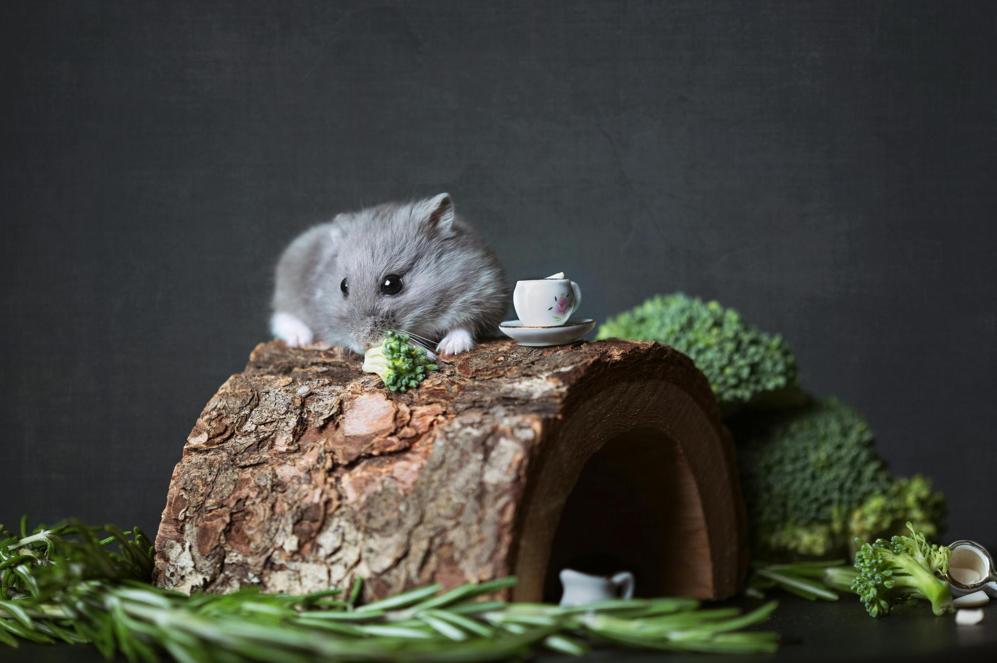 Premium Small Pet Food Selection